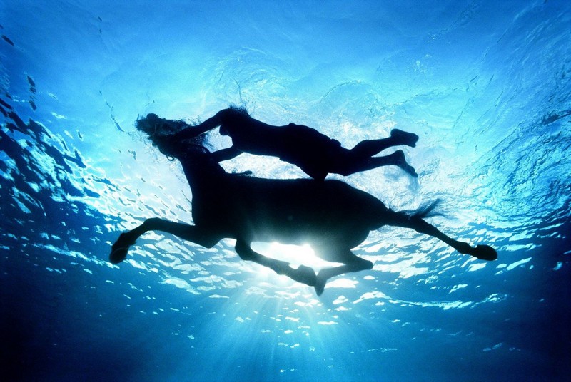 Jahanje i plivanje s konjima u moru u Istri. Jednodnevna avantura.
